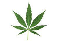 pot leaf